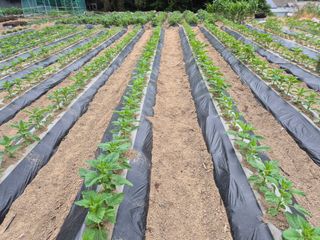 담디농원님의 자유주제 · 자유게시판 작성글 사진