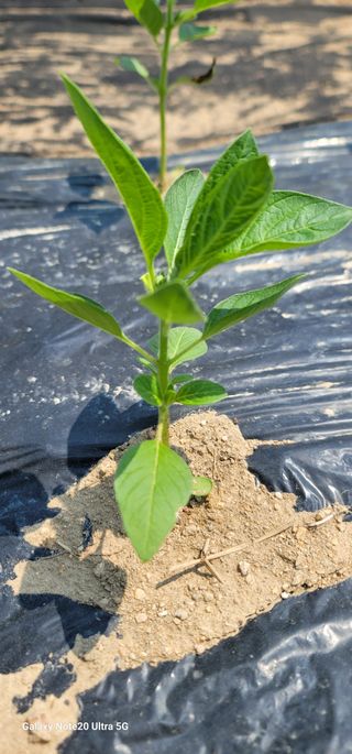 열정님의 농사, 무엇이든 물어보세요! · 참여글 작성글 사진