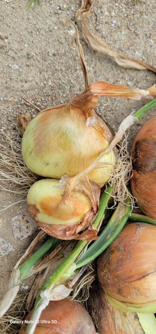 열정님의 농사, 무엇이든 물어보세요! · 참여글 작성글 사진