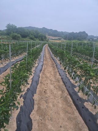 송광만님의 고추 · 비료•농약 작성글 사진