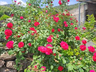 울금박사/빈덕열목사님의 자유주제 · 자유게시판 작성글 사진