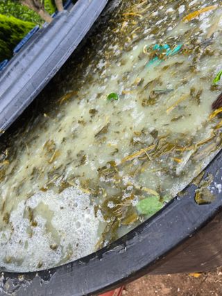 고추농사 정 미라님의 자유주제 · 자유게시판 작성글 사진