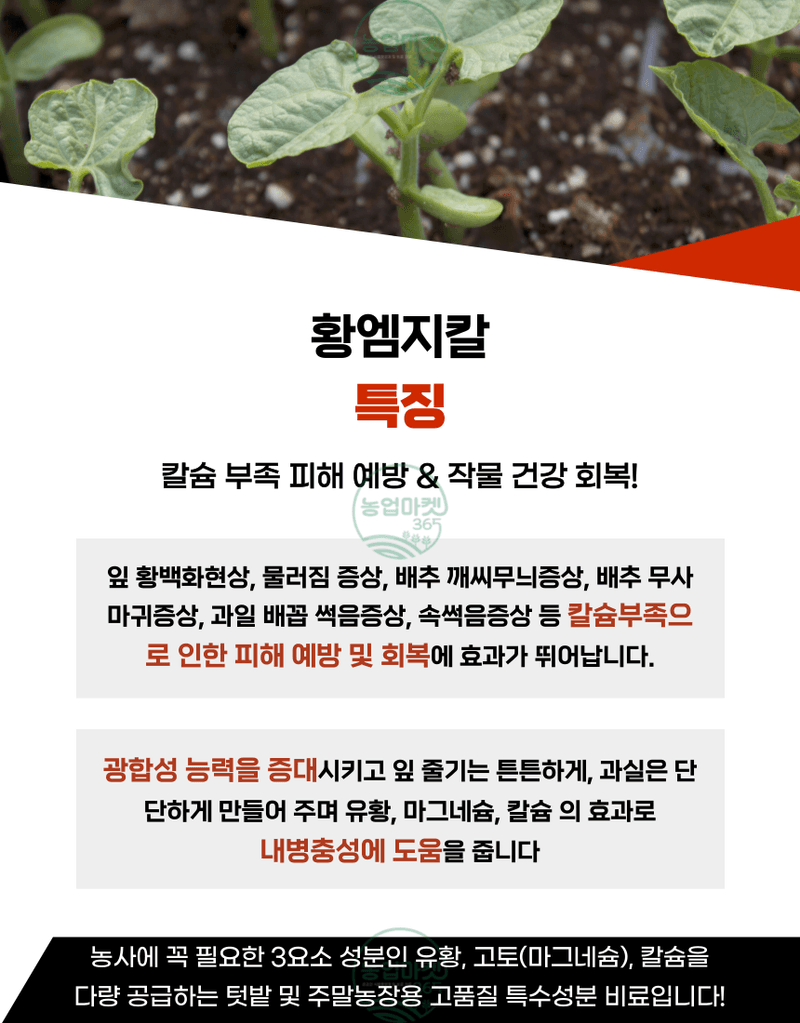 농업마켓365님의 장터 판매 상품 [농업마켓365 융전 황엠지칼 2kg 황 마그네슘 칼슘 밑거름 웃거름 텃밭 비료 유황합제 토양개량 마늘 양파 고구마] 첨부 사진