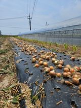 팜모닝 양파·자유게시판 게시글 이미지