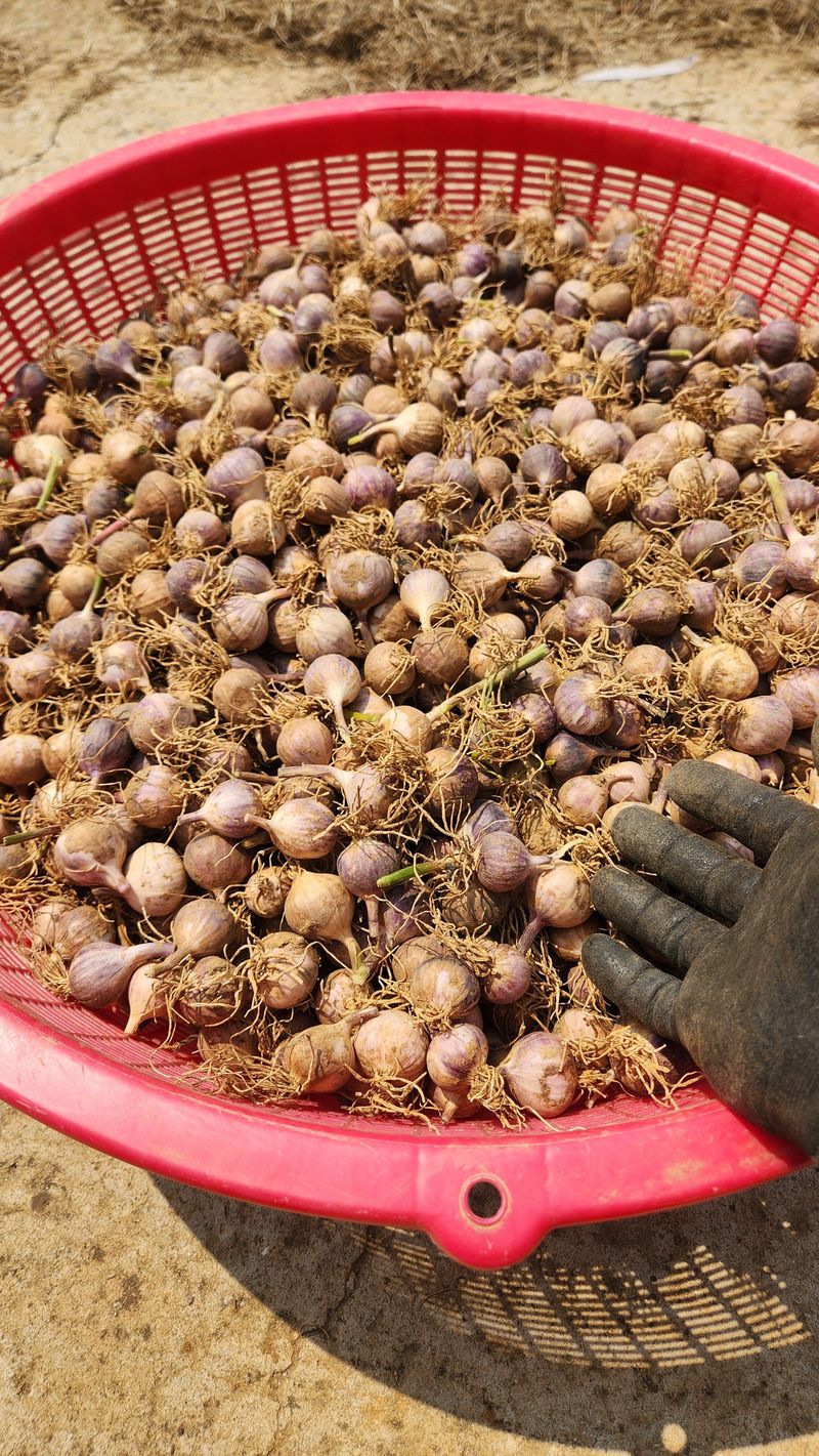 조한솔님의 장터 판매 상품 [2025 홍산 단구 씨마늘 1kg] 첨부 사진