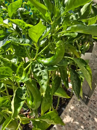 藝園님의 자유주제 · 사진전 작성글 사진