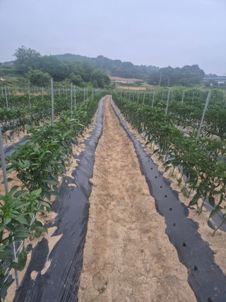 송광만님의 고추 · 비료•농약 작성글 사진