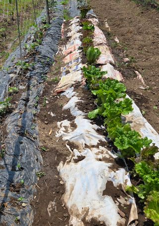 오현백님의 자유주제 · 자유게시판 작성글 사진
