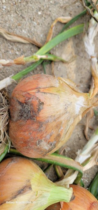 열정님의 농사, 무엇이든 물어보세요! · 참여글 작성글 사진