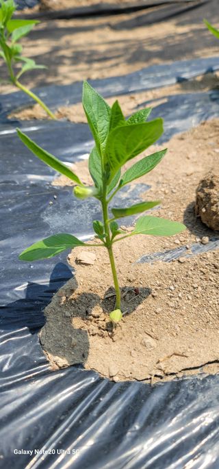 열정님의 농사, 무엇이든 물어보세요! · 참여글 작성글 사진