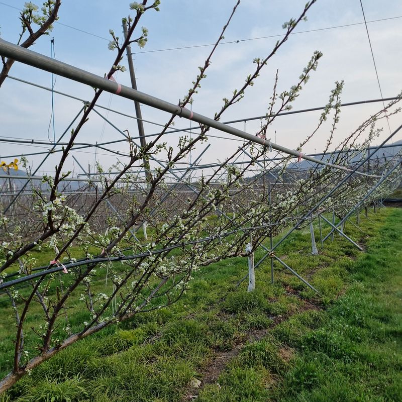 황대규님의 장터 판매 상품 [피자두] 첨부 사진