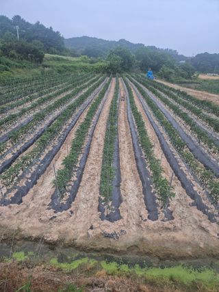 송광만님의 고추 · 비료•농약 작성글 사진