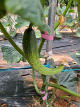 팜모닝 농사, 무엇이든 물어보세요!·참여글 게시글 이미지