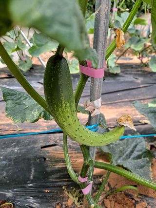 귀농 4년/지성훈님의 농사, 무엇이든 물어보세요! · 참여글 작성글 사진