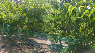 초보농부님의 자유주제 · 자유게시판 작성글 사진