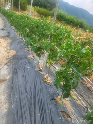 논산상월안정환님의 자유주제 · 자유게시판 작성글 사진