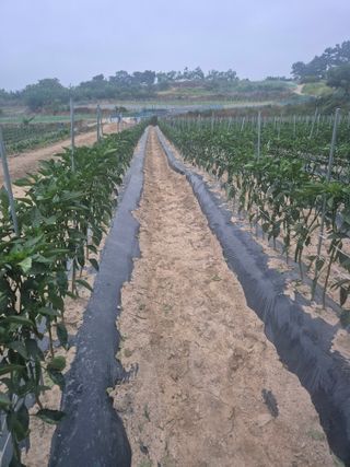 송광만님의 고추 · 비료•농약 작성글 사진