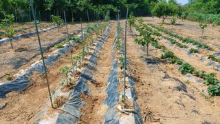 초보농부님의 자유주제 · 자유게시판 작성글 사진