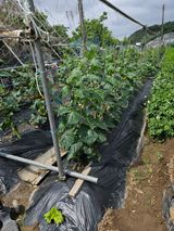 팜모닝 자유주제·자유게시판 게시글 이미지