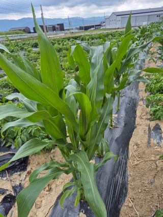 참깨10143님의 자유주제 · 자유게시판 작성글 사진