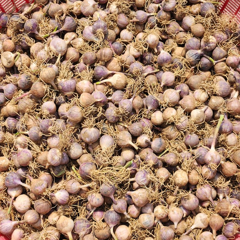 조한솔님의 장터 판매 상품 [2025 홍산 단구 씨마늘 1kg] 첨부 사진