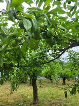 팜모닝 자유주제·자유게시판 게시글 이미지