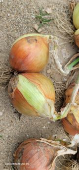 팜모닝 농사, 무엇이든 물어보세요!·참여글 게시글 이미지