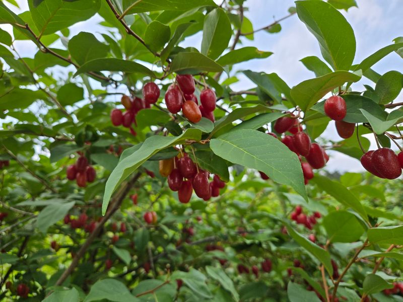 시골농부님의 장터 판매 상품 [왕 보리수] 첨부 사진