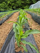 팜모닝 자유주제·사진전 게시글 이미지