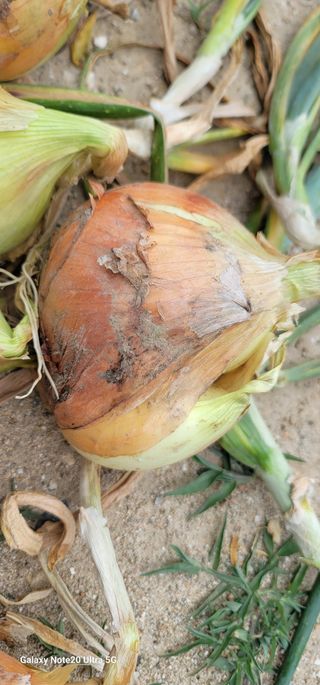 열정님의 농사, 무엇이든 물어보세요! · 참여글 작성글 사진