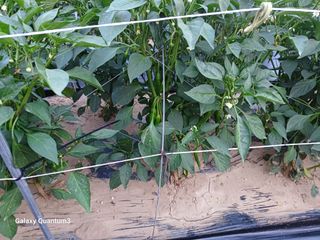 이창우님의 자유주제 · 자유게시판 작성글 사진