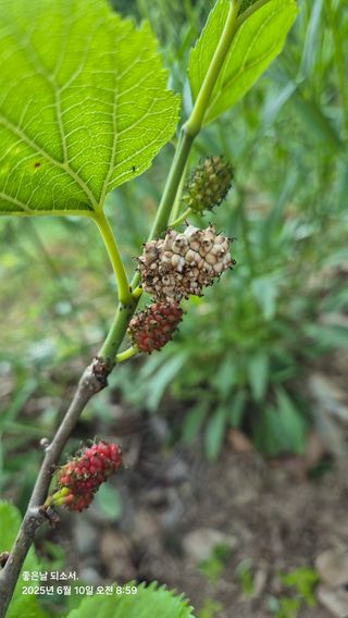 김진님의 자유주제 · 자유게시판 작성글 사진