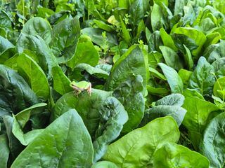 준영농장 출석왕.님의 자유주제 · 사진전 작성글 사진