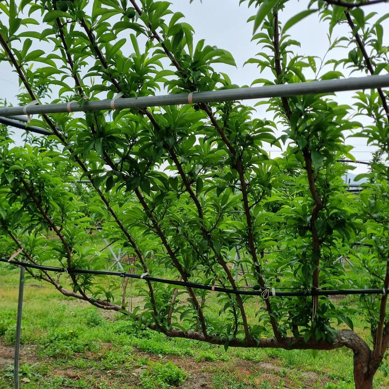 황대규님의 장터 판매 상품 [피자두] 첨부 사진