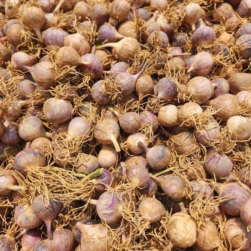 조한솔님의 장터 판매 상품 [2025 홍산 단구 씨마늘 1kg] 첨부 사진