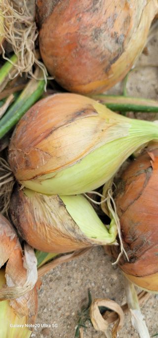 열정님의 농사, 무엇이든 물어보세요! · 참여글 작성글 사진