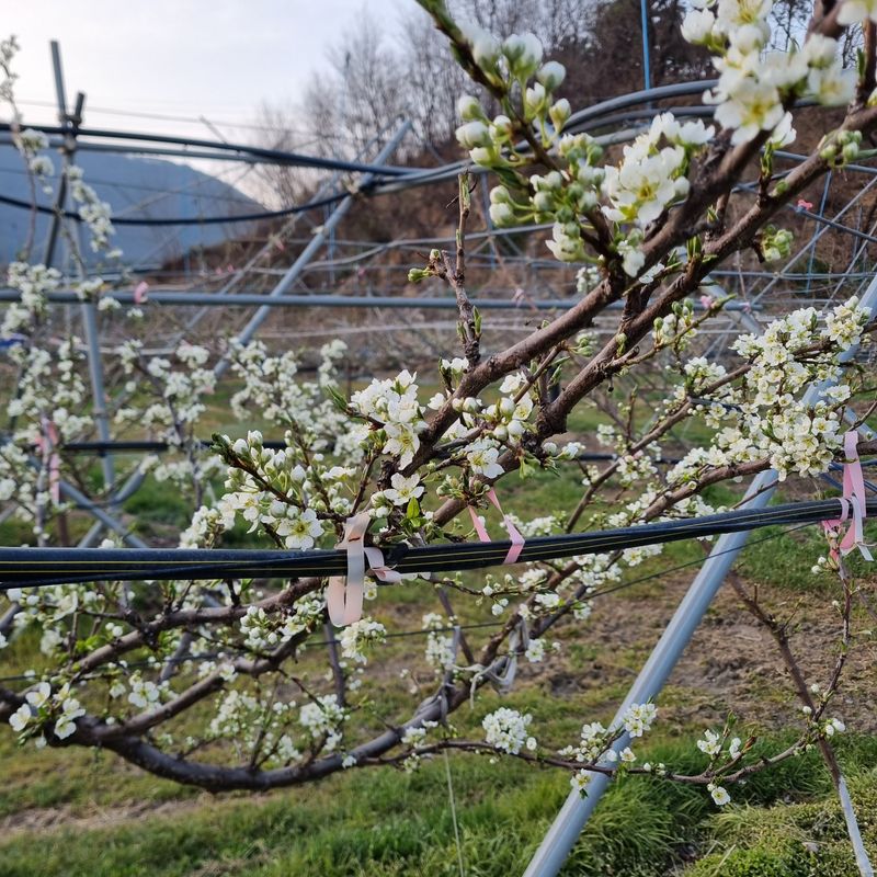 황대규님의 장터 판매 상품 [피자두] 첨부 사진