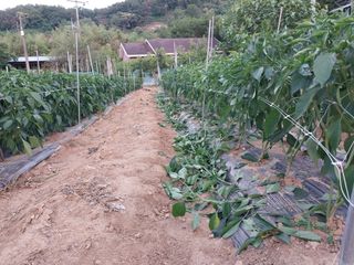 영수농원님의 팜모닝 토론방·주제제안 작성글 사진