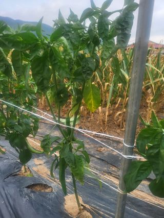 논산상월안정환님의 자유주제 · 자유게시판 작성글 사진