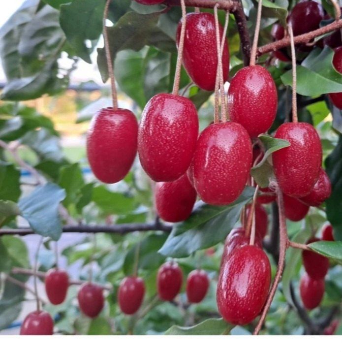 장터 상품 [왕보리수(친환경)] 썸네일