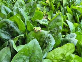 준영농장 출석왕.님의 자유주제 · 사진전 작성글 사진