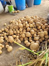 팜모닝 자유주제·자유게시판 게시글 이미지