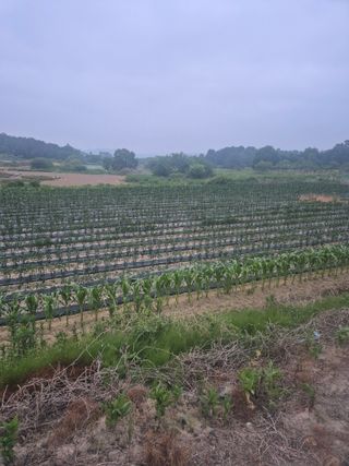 송광만님의 고추 · 비료•농약 작성글 사진