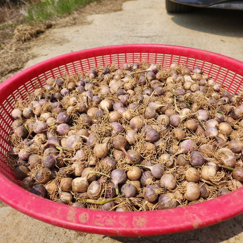 조한솔님의 장터 판매 상품 [2025 홍산 단구 씨마늘 1kg] 첨부 사진