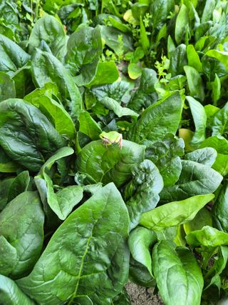 준영농장 출석왕.님의 자유주제 · 사진전 작성글 사진