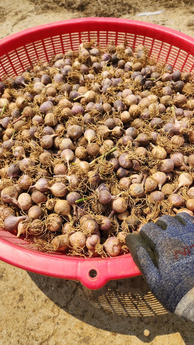 조한솔님의 장터 판매 상품 [2025 홍산 단구 씨마늘 1kg] 첨부 사진