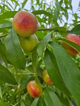 자연인님의 자유주제 · 자유게시판 작성글 사진