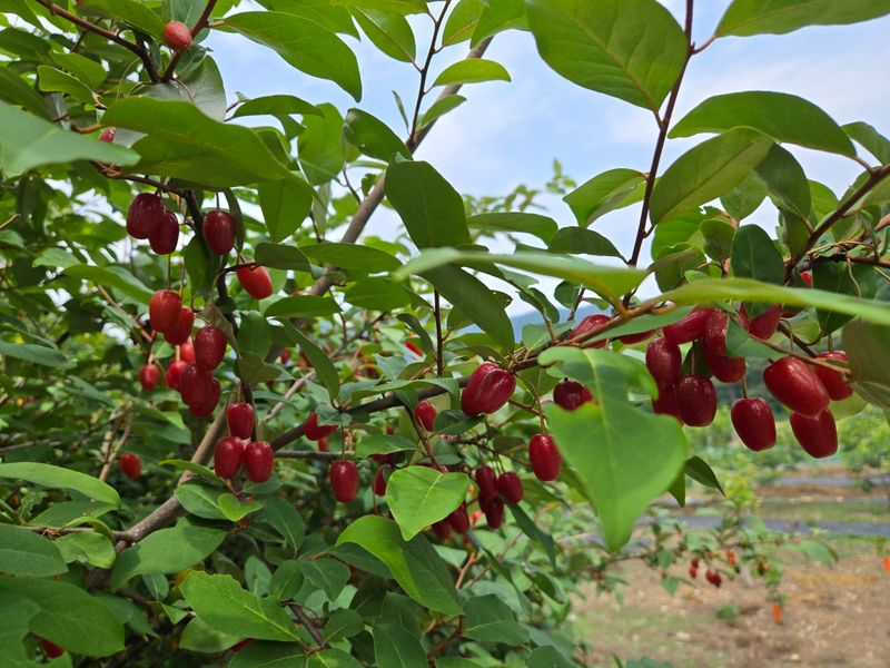 장터 상품 [왕 보리수] 썸네일