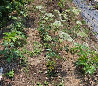 오현백님의 자유주제 · 자유게시판 작성글 사진