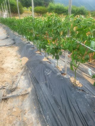 논산상월안정환님의 자유주제 · 자유게시판 작성글 사진